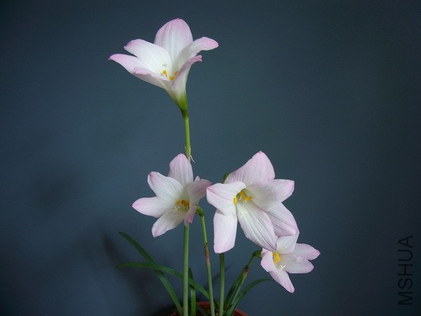 H.x floryi_11.jpg