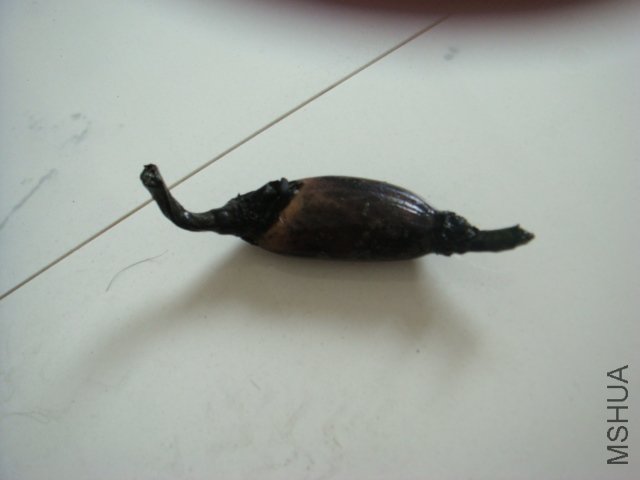 DSC00406.JPG