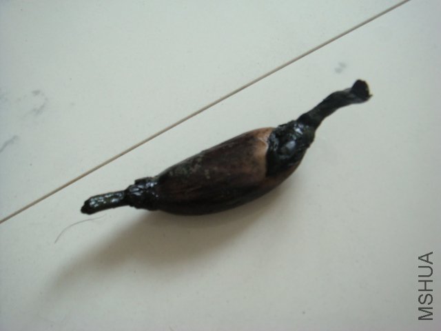 DSC00405.JPG