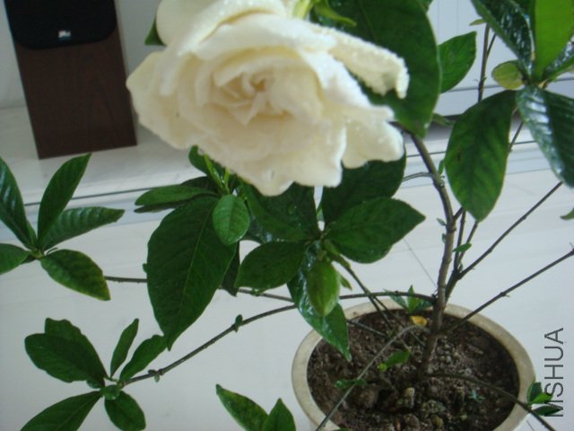 DSC00398.JPG