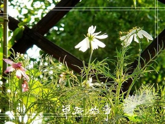 ��˹�գ����鶯��һ�ֻ�����