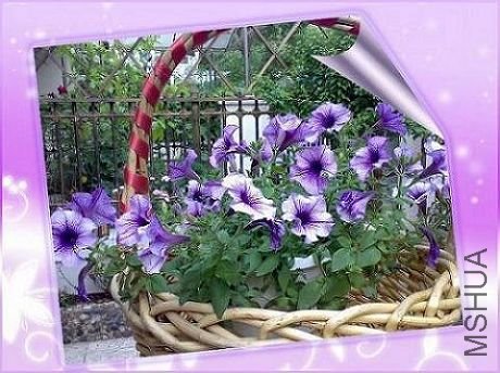 һ���ӵ���ţ����Ȼ�����Բ��ģ�����ż��������ż���Ѿ������������翪����~����ż���ߴ�ң��ݻ����Ķ� ...