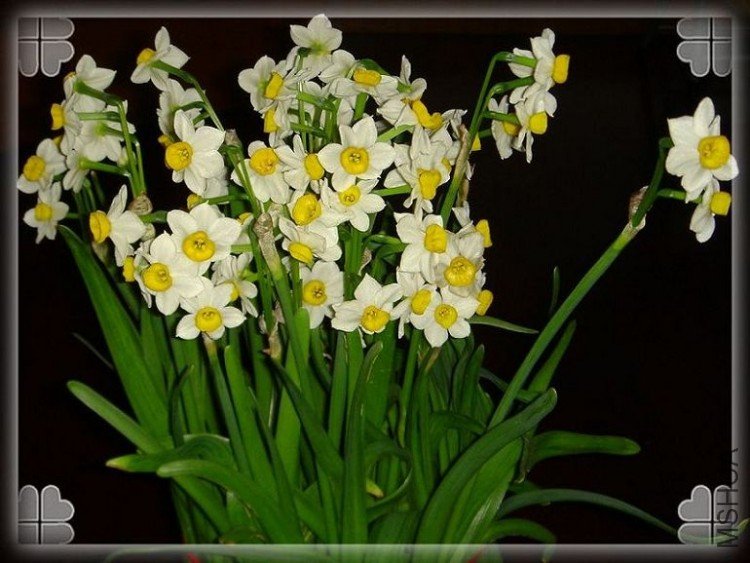 DSC07035a.jpg