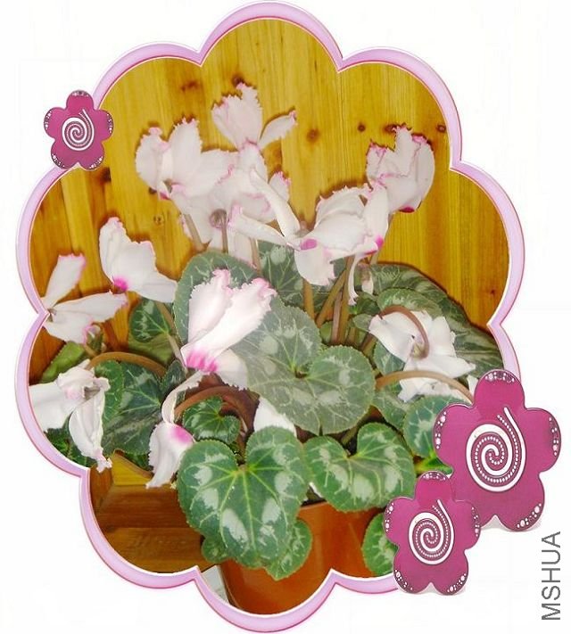 ���ߵĴ��ɣ���MSû���������ֵĶ࣬���ǻ��ǳ�PP�ġ�