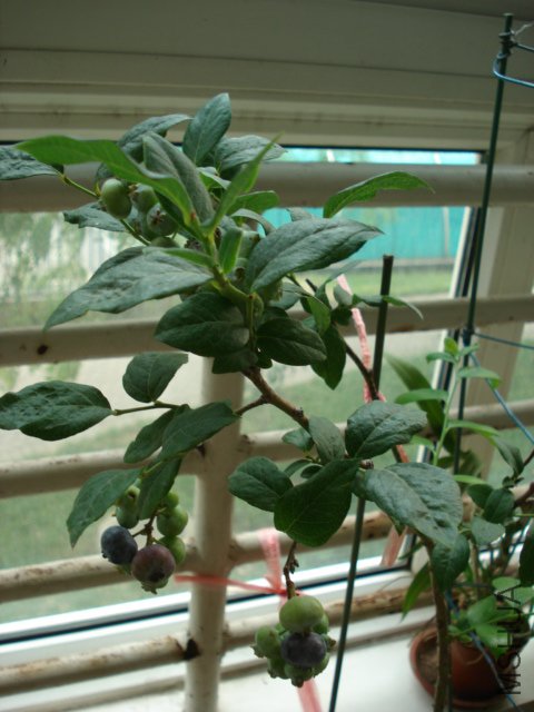 ��ת DSC03100.JPG