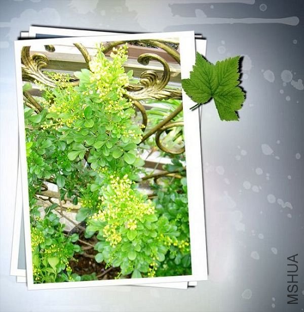 ����ǰ��С�������ڳ�˧����~~ż������~~