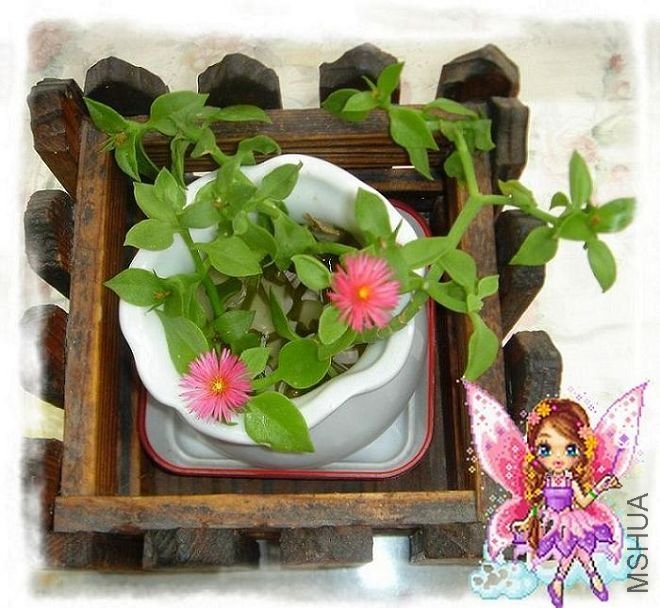 ��ǵ���Ҳ����ˮ��Ŷ~~����Ƕ����ʱ����֦������ģ����ַ����С�����ˣ����ھ�ȻҲ�����ˡ���