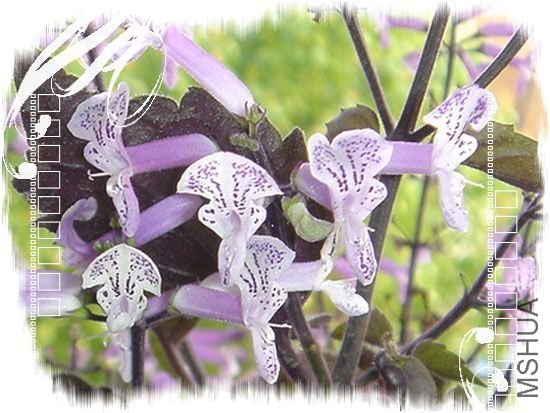 ��ϲ��������������ɯ���Ǻǣ����~~