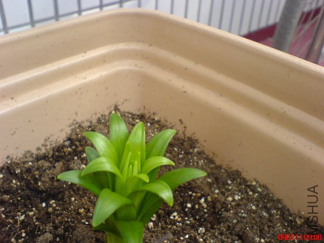 ��һ��ҶƬ����