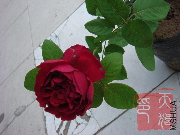 DSC04231.JPG