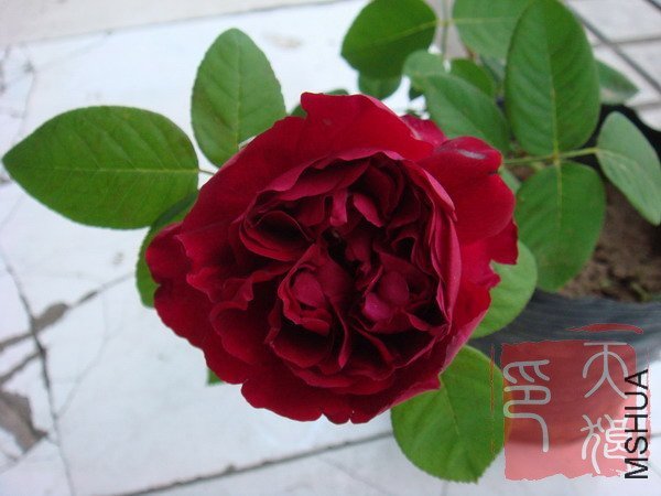 DSC04230.JPG