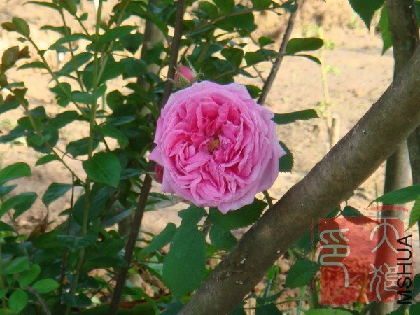 DSC04052.JPG
