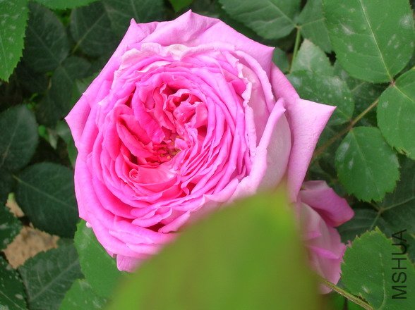DSCN2432.JPG