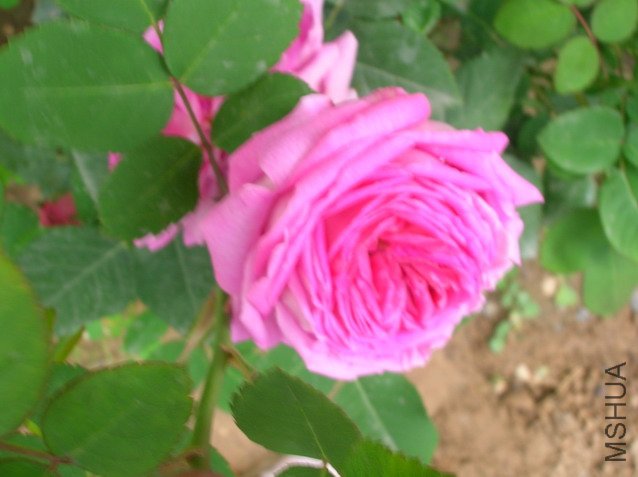 DSCN2433.JPG