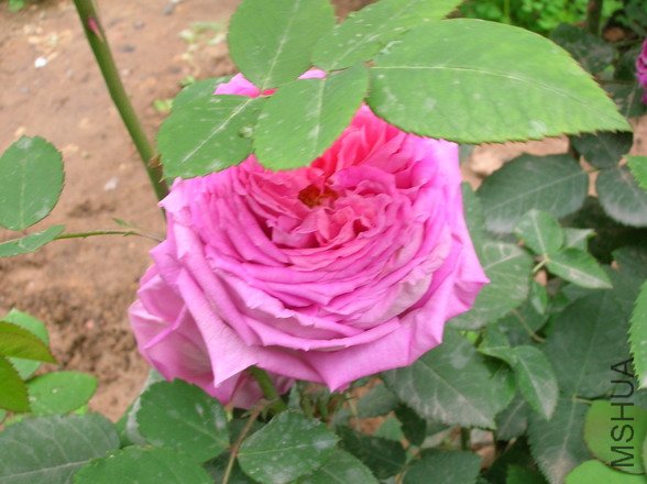 DSCN2454.JPG