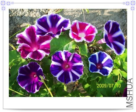 ����1��2�Ǹ�ʿ�ϣ�1�ǿ�������Ļ������������и�ʿ���װ׵�Ʒ��