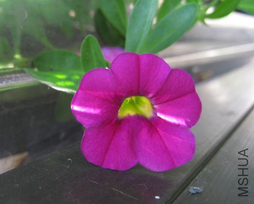 2009-07-11 С����ǿ-����¶Ȼ��ڿ�.jpg