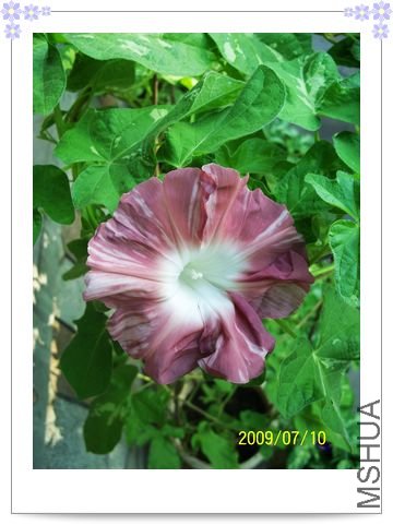 ����ҹҰ 010.jpg