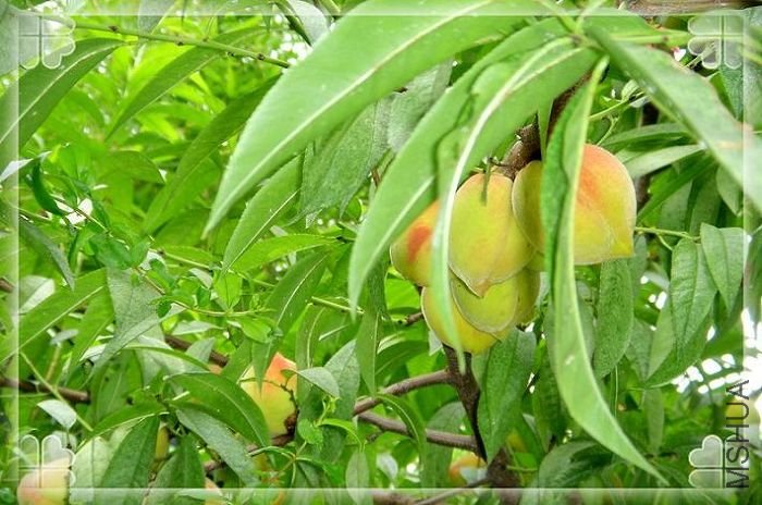 �Ǻǣ���Ȼ����ˮ���ң������������ˣ��Կڲ���Ŷ������