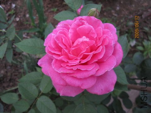 IMG_0383.JPG