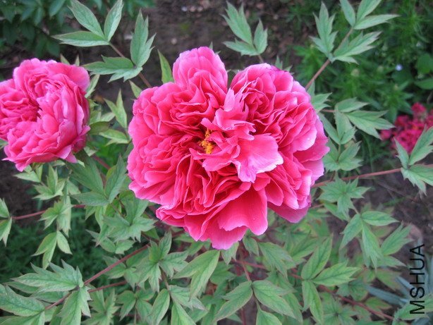 ��Ƭ 005_��С��С.jpg