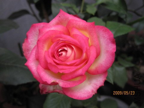 IMG_0175.JPG