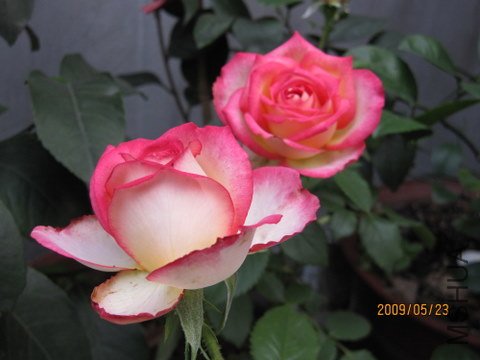 IMG_0177.JPG