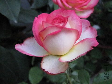 IMG_0173.JPG