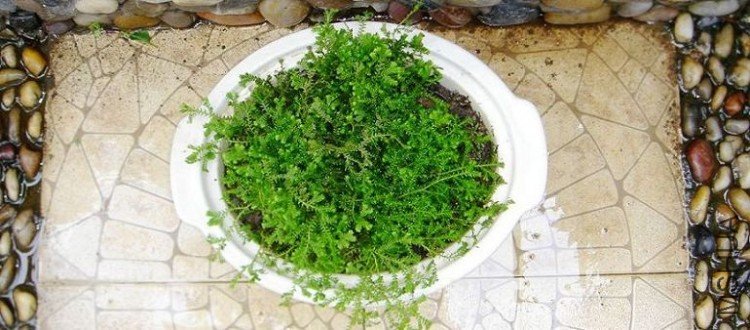 �����������żȥ����ĩʱ�ڻ������ϰ��ֵ�һС�飬Ȼ��ؼ����£�һ���������һ������~������ֳ��~~