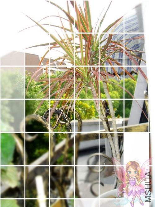 �����Ѫ���������꣬Խ��Խ�񳤾�¹�ˡ�����������֦�ģ���ϧ������Ū��һ��������~~