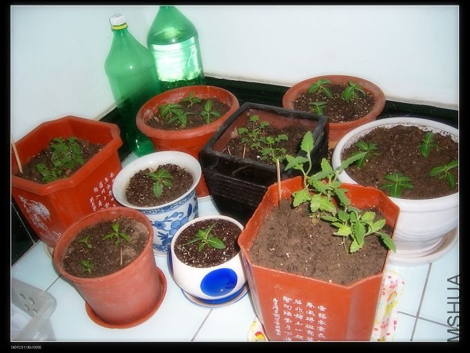 ���ƺõ�С��...........