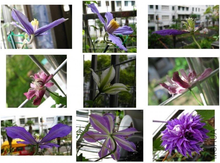 2009-07-14 ����С��-2.jpg