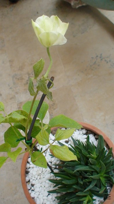 �����ǶȾ�������ؿ�����ʵ���Ǹ�С����!