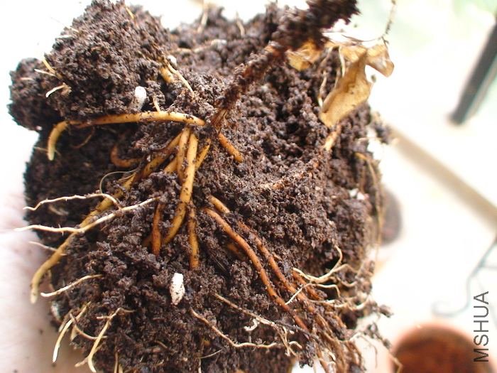 3-31��, ��������������, һֱ����ô��, ʵ���̲�ס��������, �������Ű��ŵĸ�ϵ, ��ʱ������һ����!