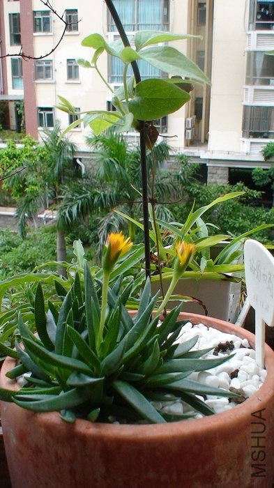 7-4��, �����ַ�����ѿ��! ��س����֦��! ��ʹֻ�Ƕ̶̵�һ֦, ��Ҳ������ϣ����!