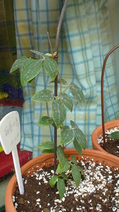 4-5��, ����һ�ܺ�. ������Ϊ���˵׷���Ƿ�, ��Ȼһ����ͳ�����ѿ! ��ʱ�Һø��˰�! ���û��軻��ֵ̫���� ...