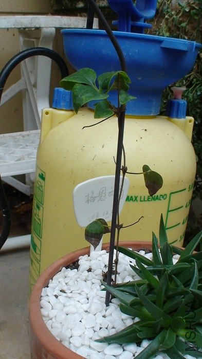 6-17��, һ�������ֹ�ȥ��, ������ȫ����, Ϊ��������ʩ�˹Ƿ�, ����Ҷ�Ӷ��ݵ���, ��Ϊ��Q��!�������ڰڷ� ...