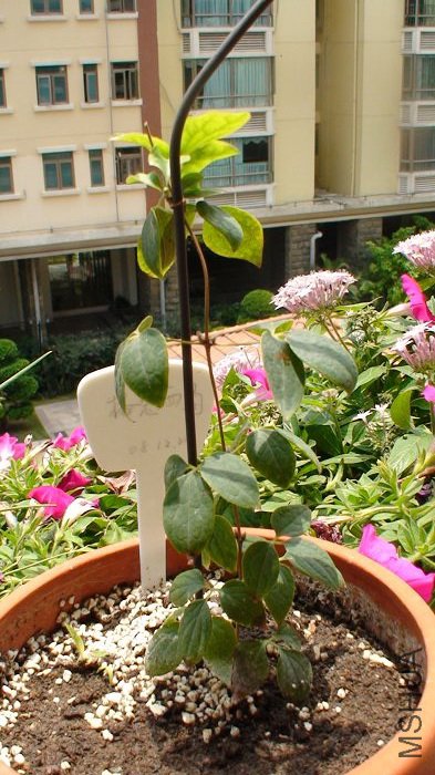 4-29��, ��ѿ20�����ȥ��, ����ֻ���Ǽ�Ƭ��Ҷ, û�ܳ��֦����!