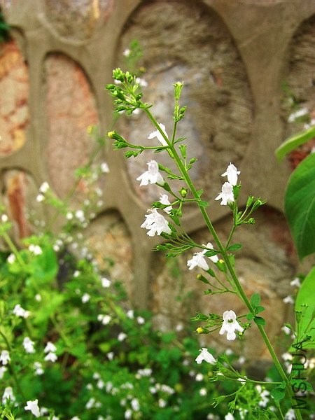 ���οƿ����α��� .jpg