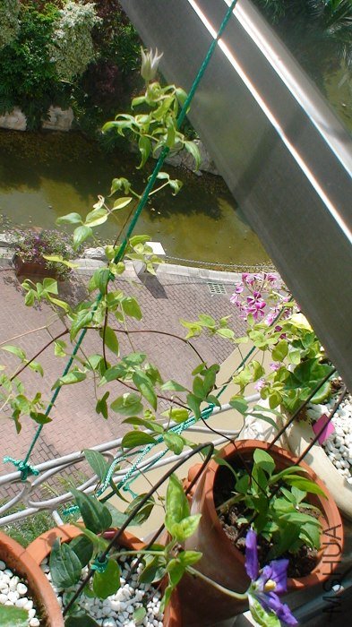 ֲ��ȫ����, ��Լֻ��50CM�߰�!