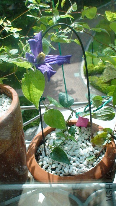 ȫ����! ��Ȼֲ��һֱ����, �����ǻ������ϰ�! ϸ��, ��������������!