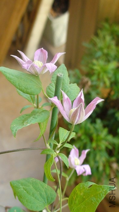 ʵ����ϲ�����¿������仨, ��һ�Ƕ���������!