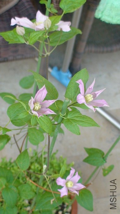 ����7-9��, �Ķ仨�ĺ�Ӱ! �����Ļ�����Ҫ��Щ, �¿��Ļ��ڵڶ���չ����Ҳ���Щ��!