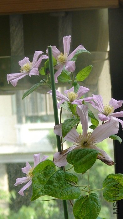 7-11��, ������6��! ֻ��ϧ, �Ƕ��Ѿ���������Ķ�����, ��һҹ��̨��󱻴����˻���!