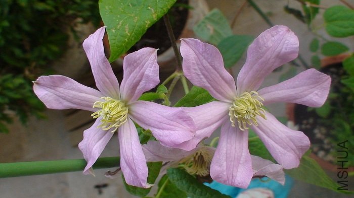 ����ϲ���¿��Ļ�, ������󿪵�����, Ҳ�ǽ����Ŷ���������!