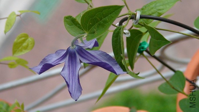 ���Ǳ�������ӣ�����Ҳ�����