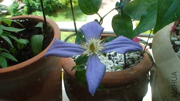 ���ǵ�7������ӣ�����ά�ֽϺã�ֻ����ɫ��ǳ�ˣ�