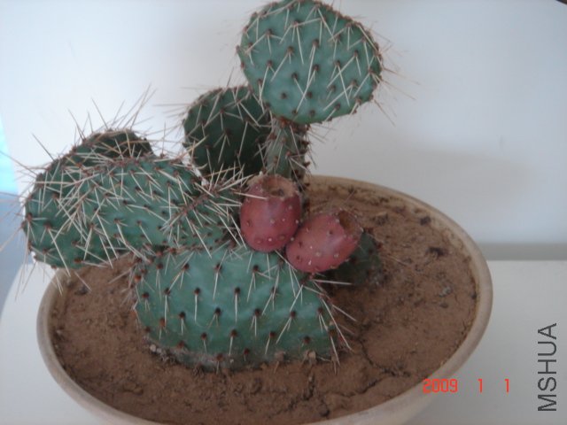 DSC04981.JPG