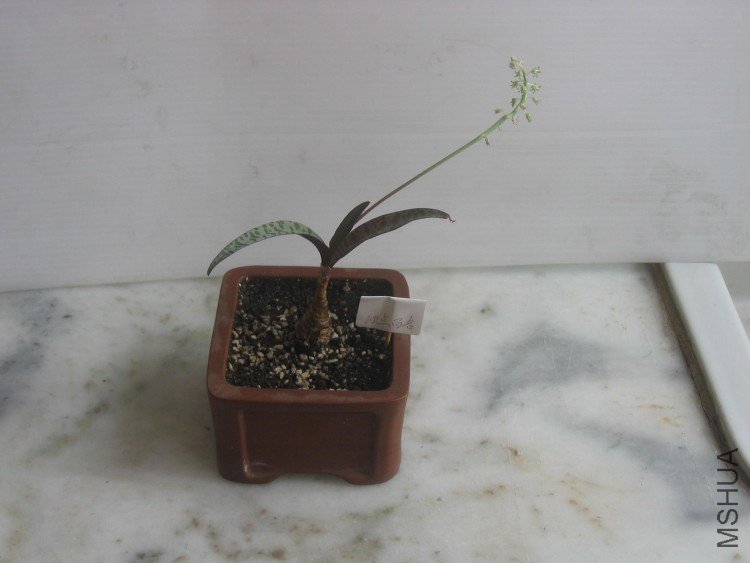 ���� 113.jpg