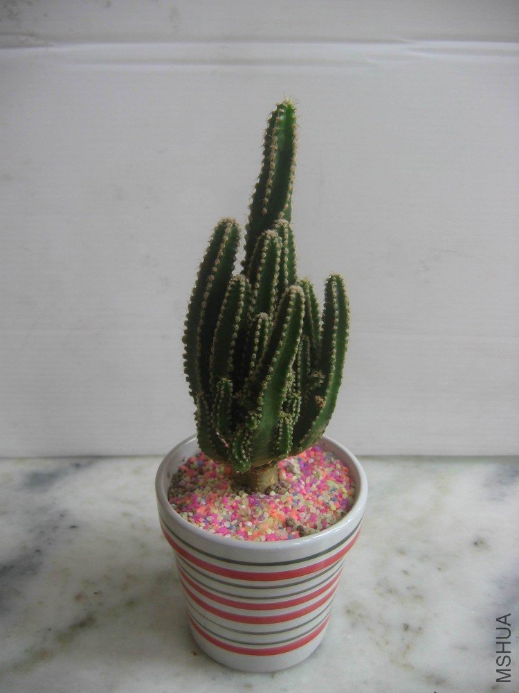 ���� 103.jpg